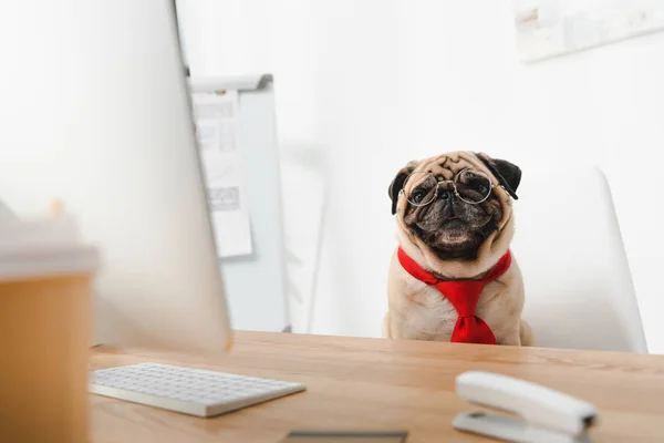 Business dog at workplace — Stock Photo