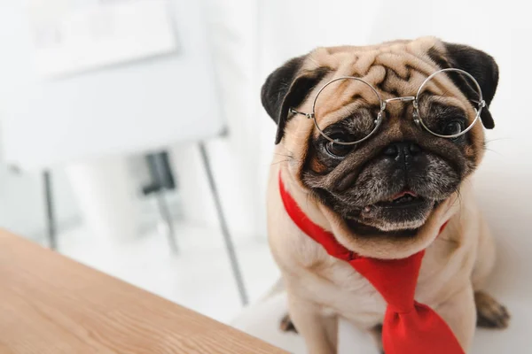 Pug en corbata y anteojos - foto de stock