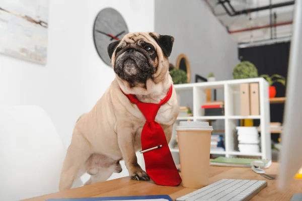 Business dog — Stock Photo