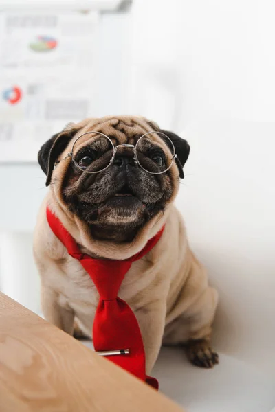 Pug en corbata y anteojos - foto de stock