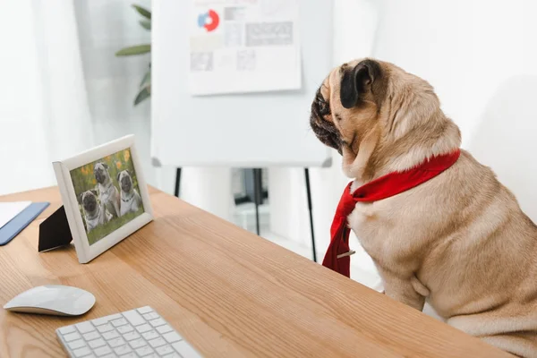 Business dog looking at photo frame — Stock Photo