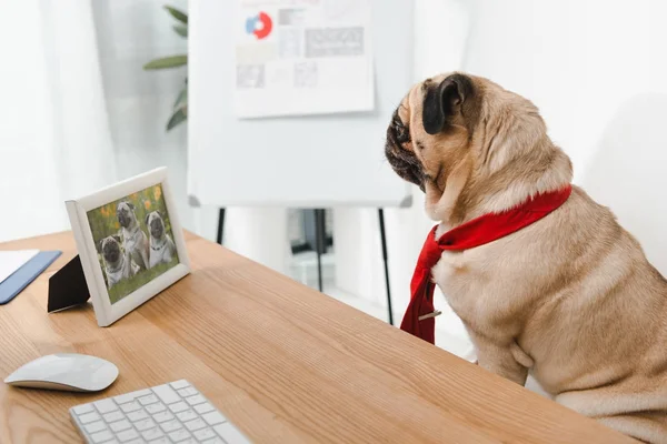 Geschäftshund schaut auf Fotorahmen — Stockfoto