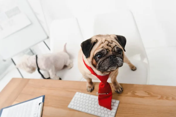 Business dog in office — Stock Photo