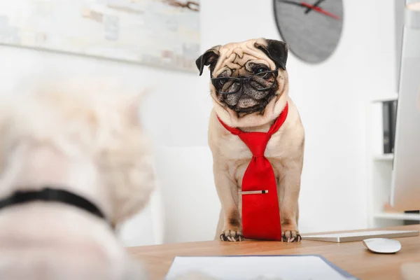 Business dogs in office — Stock Photo