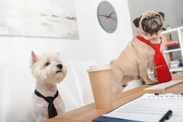 Business dogs in office — Stock Photo