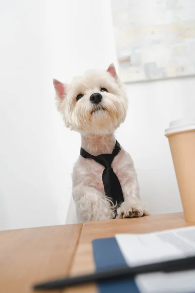 West Highland terrier blanco en corbata - foto de stock