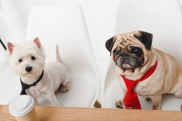 Business dogs in neckties — Stock Photo
