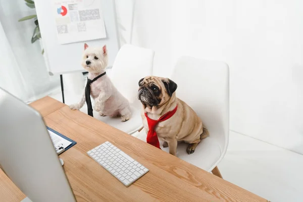 Business dogs in neckties — Stock Photo