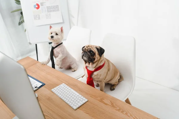 Cães de negócios em gravatas — Fotografia de Stock