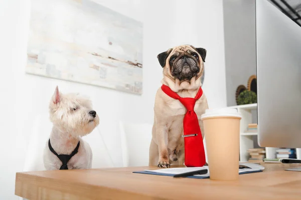 Perros de negocios en corbatas - foto de stock