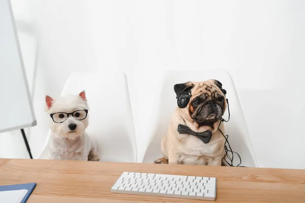 Бізнес собаки на робочому місці — стокове фото
