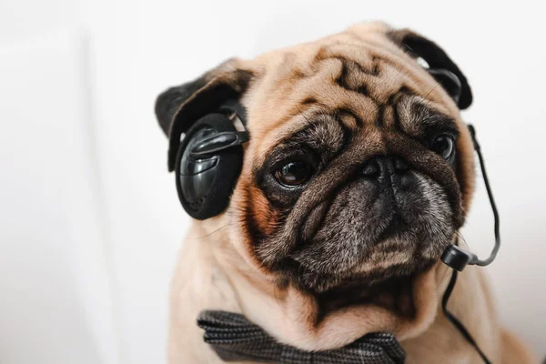 Pug no fone de ouvido e laço — Fotografia de Stock