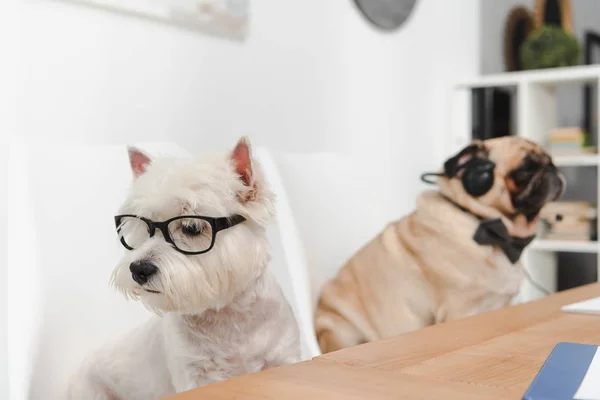Business dogs at workplace — Stock Photo