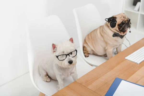 Cani da lavoro sul posto di lavoro — Foto stock