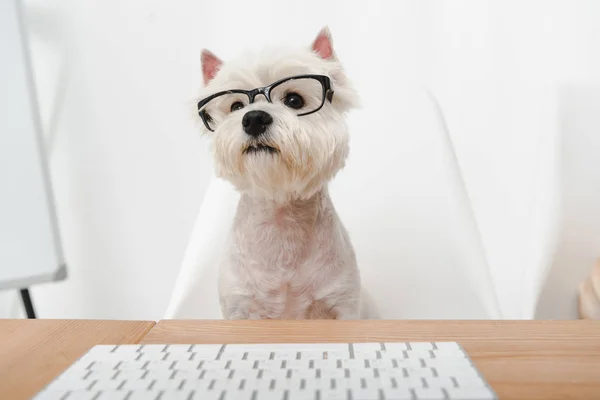 Perro de negocios en gafas graduadas - foto de stock