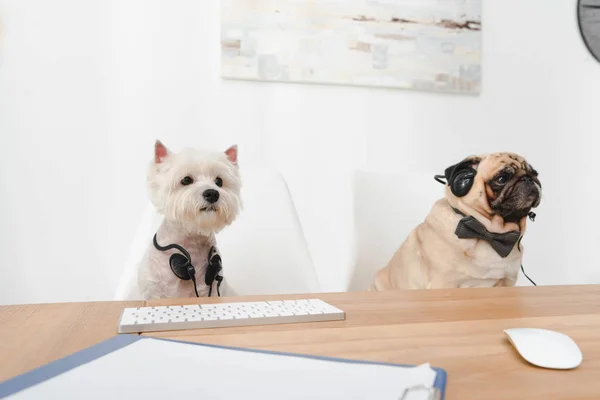 Cães de negócios com fones de ouvido — Fotografia de Stock