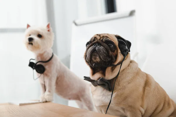 Деловые собаки с наушниками — стоковое фото