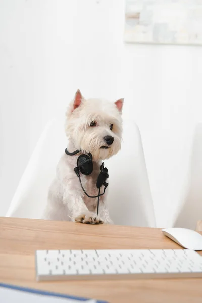 Business dog in headset — Stock Photo