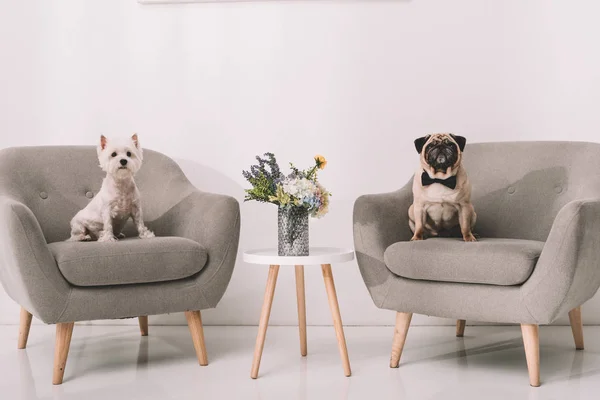 Perros en sillones - foto de stock