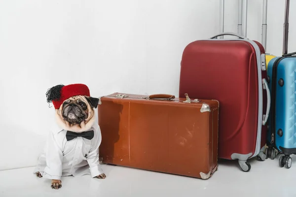 Стильный мопс с чемоданами — стоковое фото