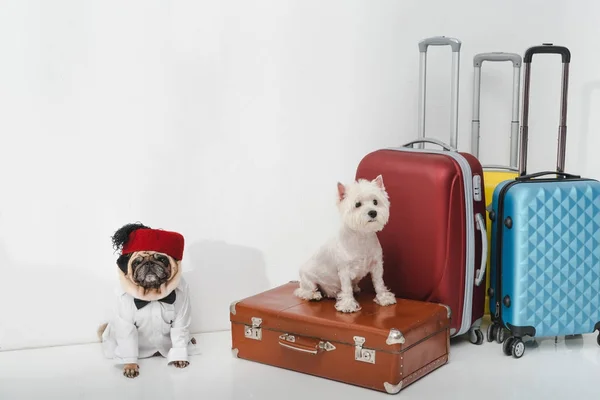 Собаки с чемоданами — стоковое фото