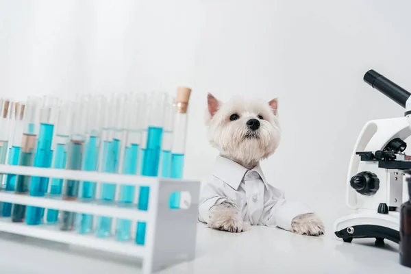Perro con tubos de ensayo y microscopio - foto de stock