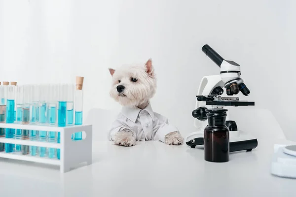 Chien avec éprouvettes et microscope — Photo de stock