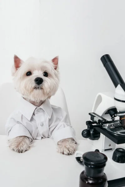 West highland white terrier with microscope — Stock Photo