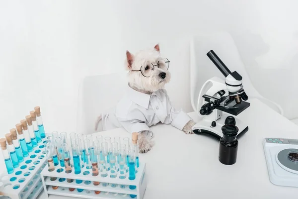 Chien avec microscope et éprouvettes — Photo de stock