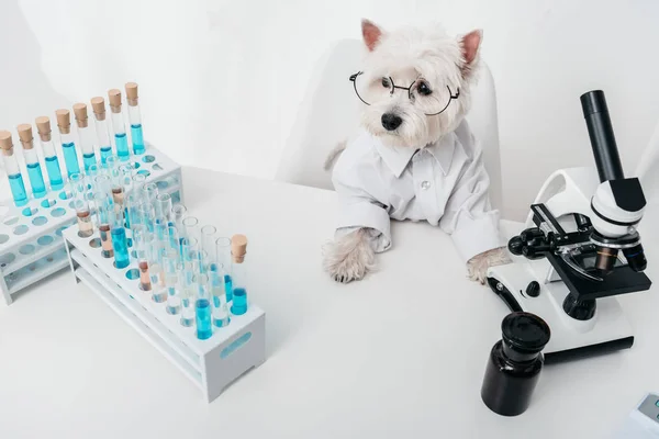 Собака в химической лаборатории — стоковое фото