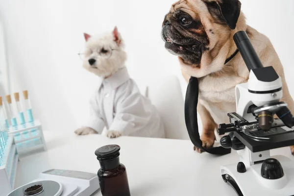 Cani scienziati in laboratorio — Foto stock