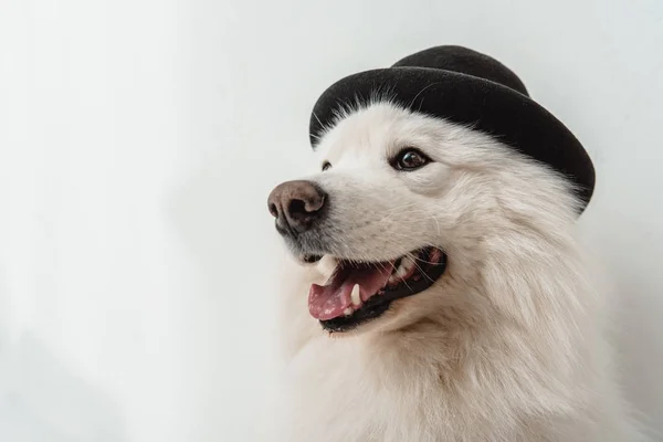 Dog in black hat — Stock Photo