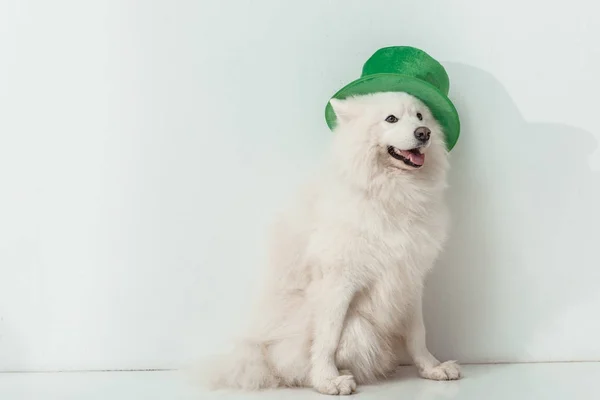 Dog in green hat — Stock Photo
