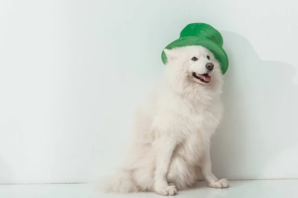 Cão em chapéu verde — Fotografia de Stock