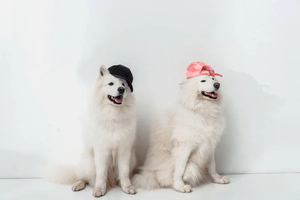 Samoyed dogs in caps — Stock Photo