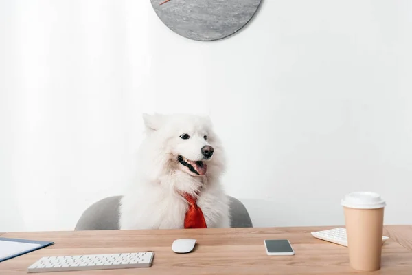 Samoyed dog in necktie at workplace — Stock Photo