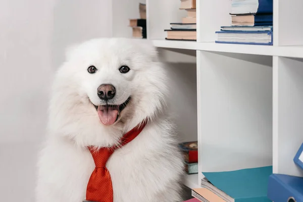 Samoyed cão em gravata no local de trabalho — Fotografia de Stock