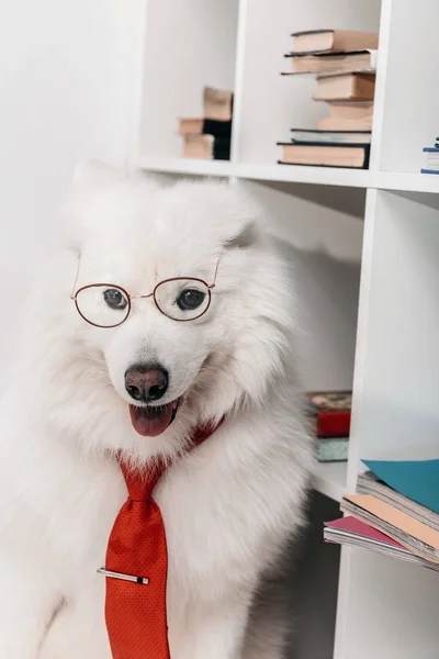 Samoyed cão em gravata no local de trabalho — Fotografia de Stock