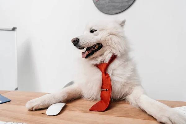 Samoyed dog in necktie at workplace — Stock Photo
