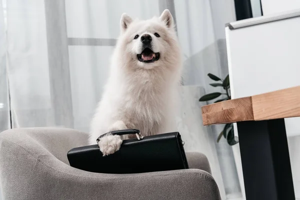 Business dog with briefcase — Stock Photo