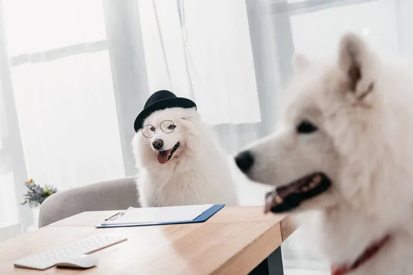 Perros de negocios en la oficina - foto de stock