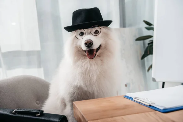 Elegante perro de negocios - foto de stock