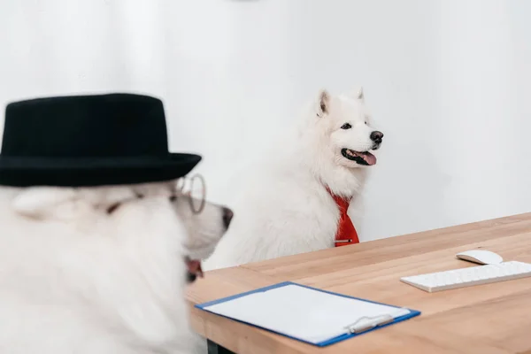 Business dogs at workplace — Stock Photo