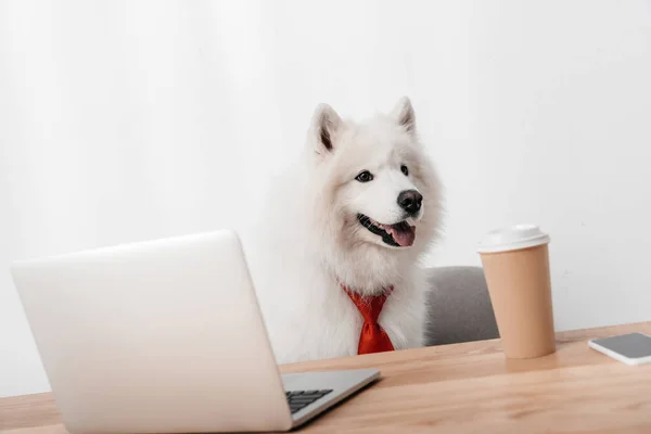 Chien d'affaires avec ordinateur portable et tasse en papier — Photo de stock