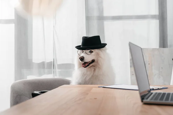 Chien élégant au bureau — Photo de stock