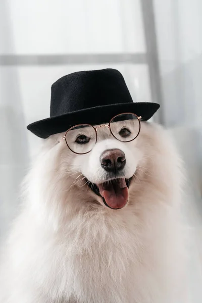 Perro en sombrero y gafas graduadas - foto de stock