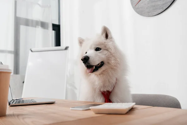 Cão samoyed no escritório — Fotografia de Stock