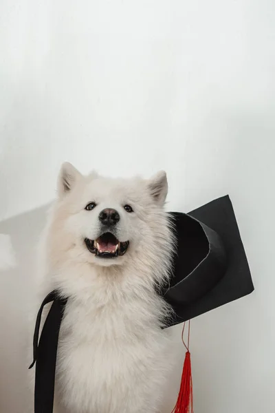 Dog in graduation hat — Stock Photo
