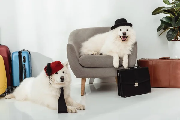 Cães samoyed com malas — Fotografia de Stock