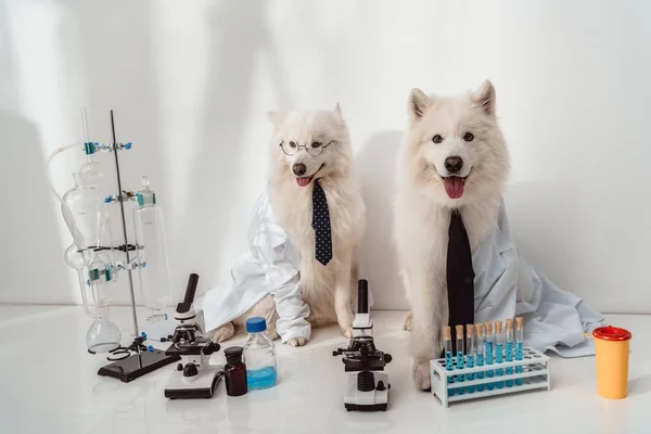 Perros científicos en batas de laboratorio - foto de stock